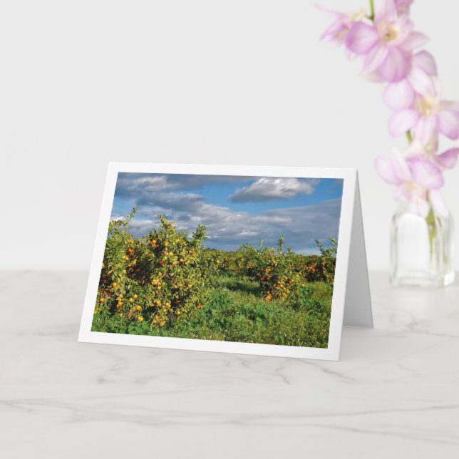 Orange Orchard, Valencia, Spain Card (Orchid)