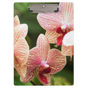 Orange Orchid Hybrid, South Africa Clipboard