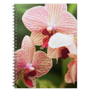 Orange Orchid Hybrid, South Africa Spiral Notebook