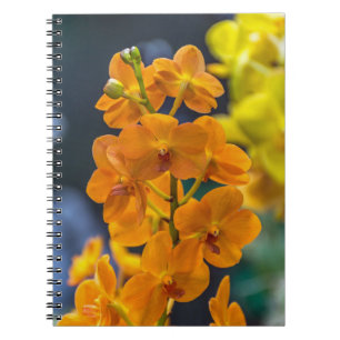 Orange orchids notebook