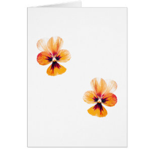 orange pansies