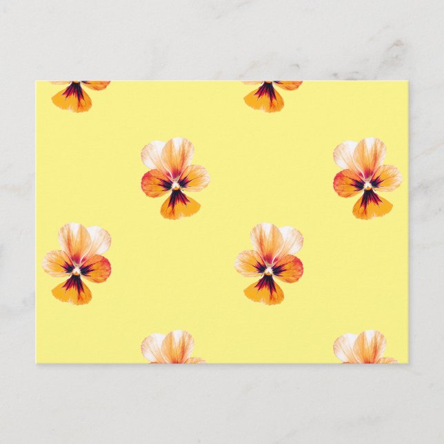 orange pansies postcard (Front)