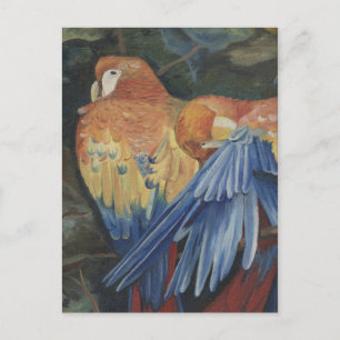 orange parrots postcard