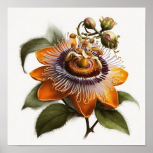Orange Passion Flower Art Print Poster