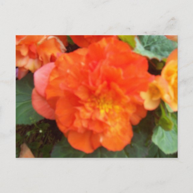 Orange Peony Postcard (Front)