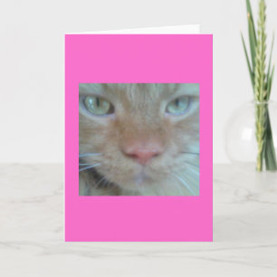 Orange Persian Cat Greeting Card
