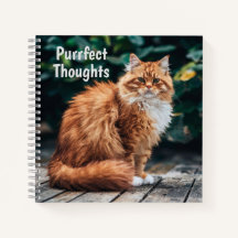 Orange Persian Cat