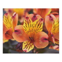 Orange Peruvian Lilly Faux Wrapped Canvas Medium