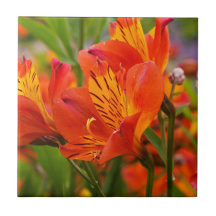 Orange Peruvian Lily Ceramic Tile