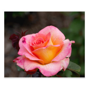 Orange Pink Rose Photo Print