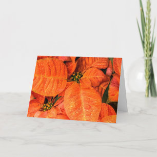 Orange poinsettia card