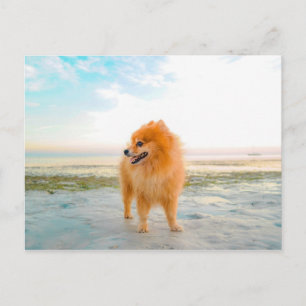 Orange Pomeranian Dog at the Beach Postcard