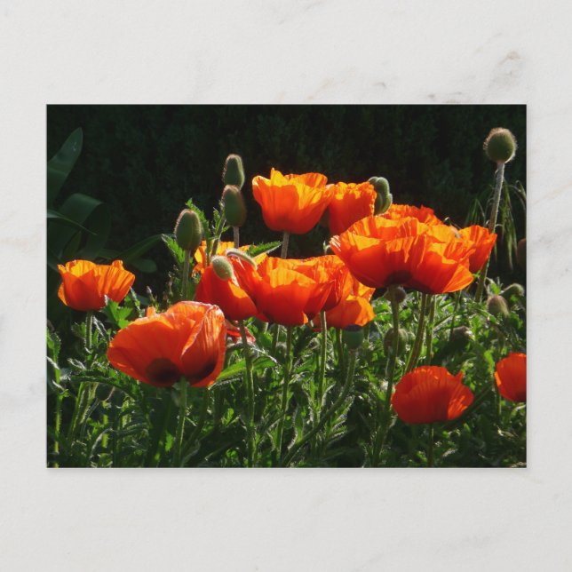Orange Poppies Postcard (Front)
