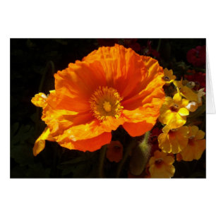 Orange Poppy
