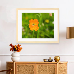 Orange Poppy Blooming Summer Flower On Green Photo Poster