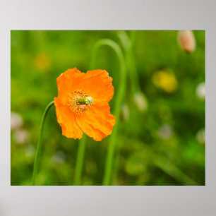 Orange Poppy Blooming Summer Flower On Green Photo Poster