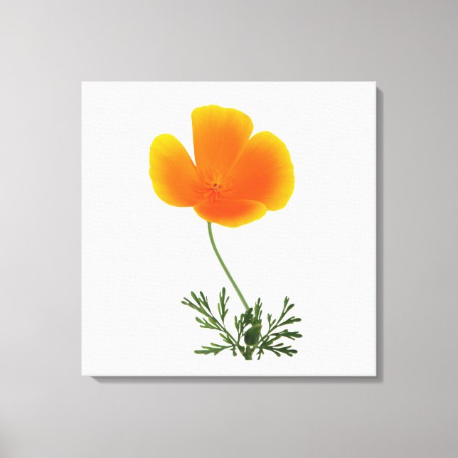 orange poppy canvas print (Front)