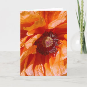 Orange Poppy Card