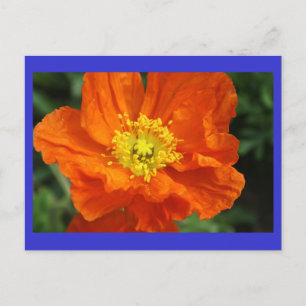 Orange Poppy Flower Postcard