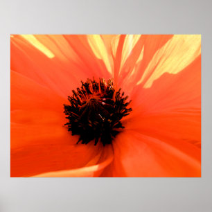 Orange poppy poster