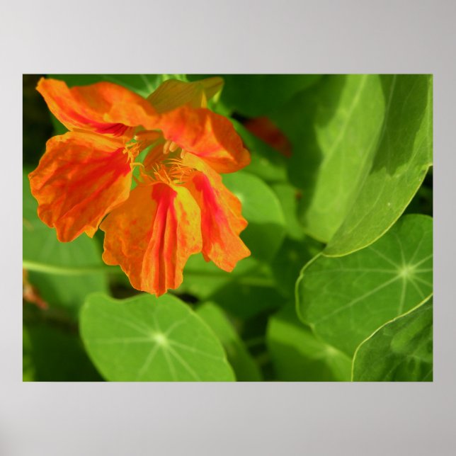 orange poster (Front)