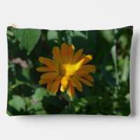 Orange Pot Marigold Flower (Calendula officinalis)