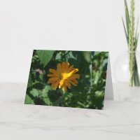 Orange Pot Marigold Flower (Calendula officinalis)