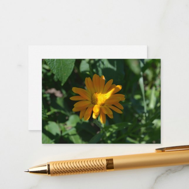 Orange Pot Marigold Flower (Calendula officinalis) Enclosure Card (Front/Back In Situ)