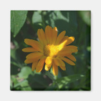 Orange Pot Marigold Flower (Calendula officinalis)