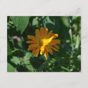 Orange Pot Marigold Flower (Calendula officinalis) Postcard