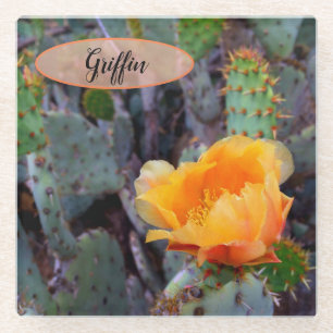 Orange Prickly Pear Opuntia Cactus Flower Photo Glass Coaster
