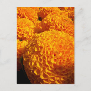 Orange Puff Postcard
