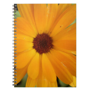 Orange Rain Daisy Notebook