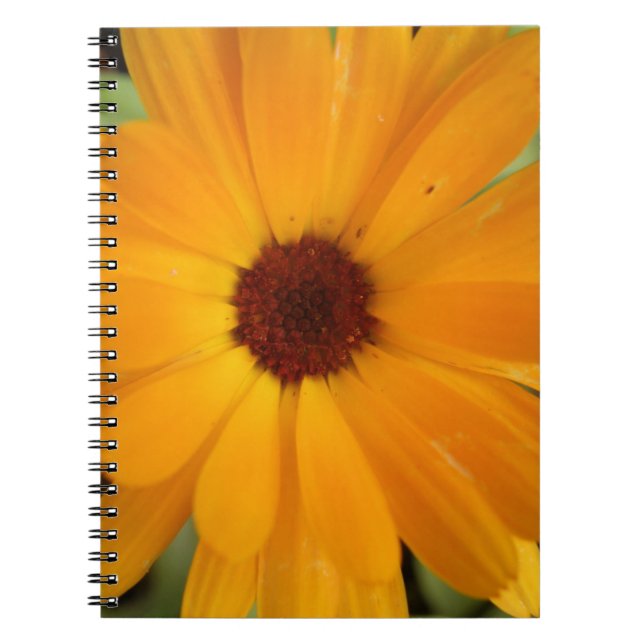Orange Rain Daisy Notebook (Front)