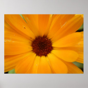 Orange Rain Daisy Print