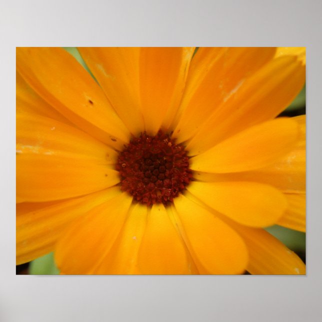 Orange Rain Daisy Print (Front)