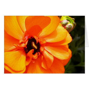 Orange ranunculus with black centre