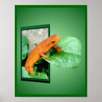 Orange Red Eft Salamander Out Of Frame Art