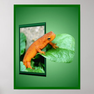 Orange Red Eft Salamander Out Of Frame Art Poster