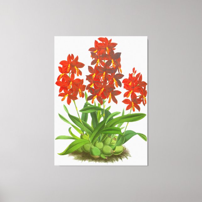 Orange Red Orchid Flower_GA - Canvas Print (Front)