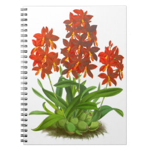 Orange Red Orchid Flower_GC Notebook