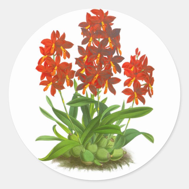 Orange Red Orchid Flower_GC - Sticker (Front)