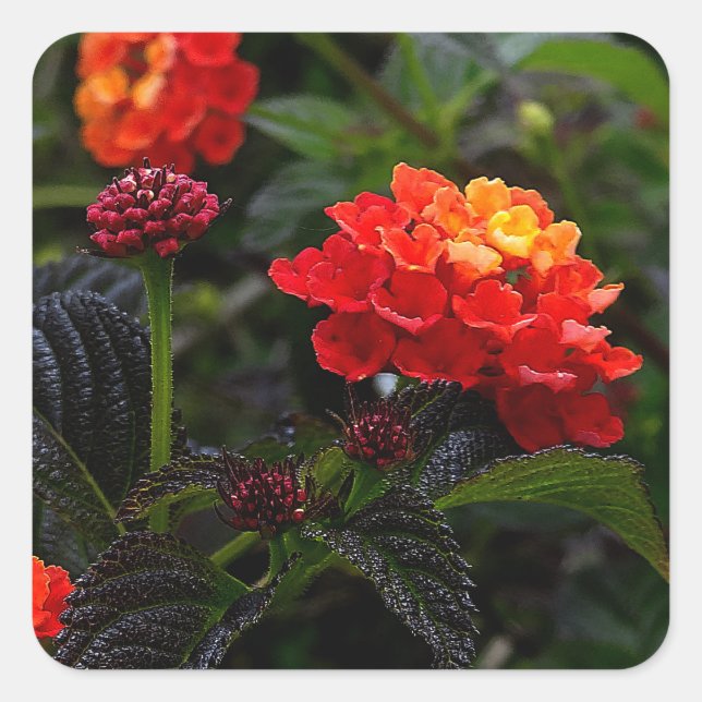 Orange Red Trailing Lantana #1-2 Stickers (Front)