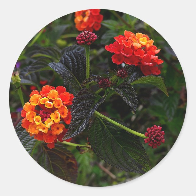 Orange Red Trailing Lantana #1 Stickers (Front)