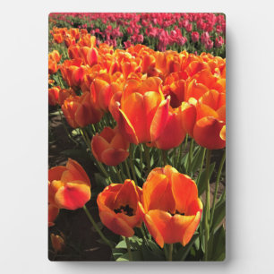Orange & Red Tulips Plaque