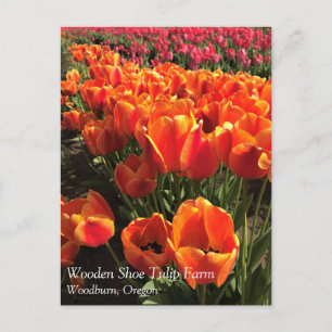 Orange & Red Tulips Postcard