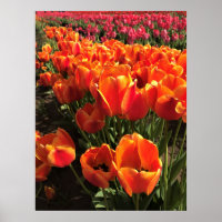 Orange & Red Tulips