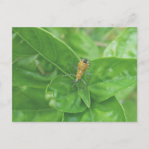 Orange Reduviid Postcard