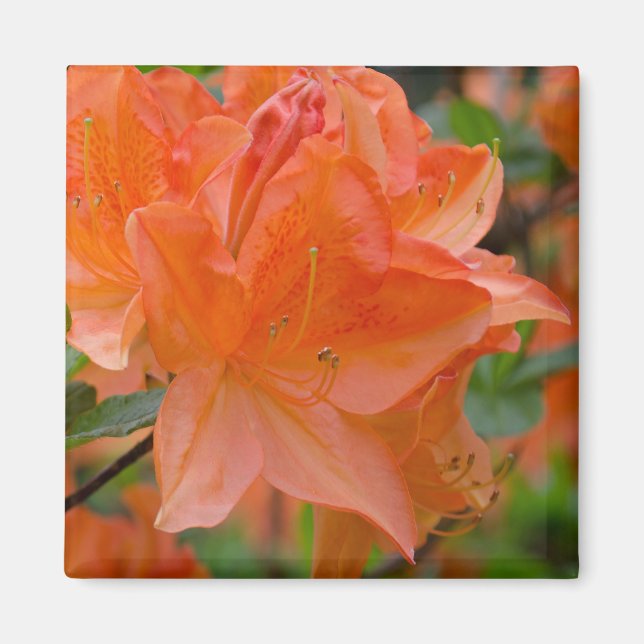 Orange Rhododendron Lemonara Flowers Magnet (Front)
