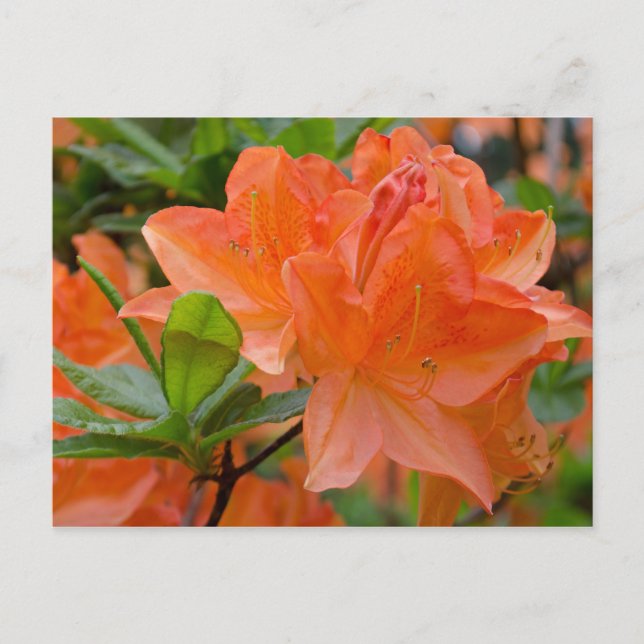 Orange Rhododendron Lemonara Flowers Postcard (Front)